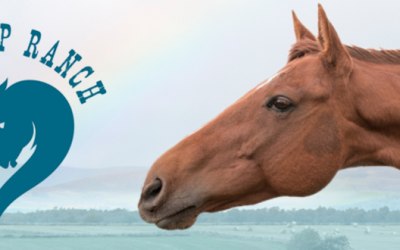 saddle ranch pony parties unicorn