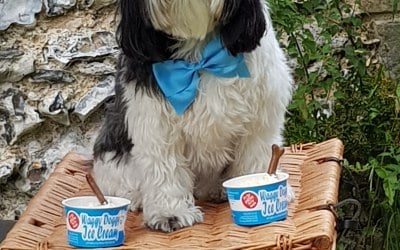 'Doggie' Ice Cream (DEFRA approved)