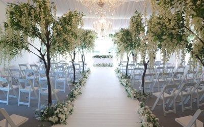 Wisteria tree Hire
