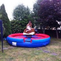 Rodeo bull