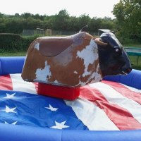 Rodeo Bull Wales Rodeo bull hire