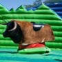 Rodeo Bull Hire in Galway