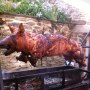 Snout and Trotter
