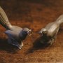 Fine Art Creative Wedding Photographer Love Birds and Wedding Rings