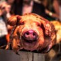 Happy pigs ! trufflehunters hog roast