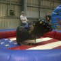 rodeo bull