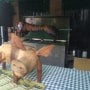 Brackenwood Mascot Brackenwood Hogroasts and Event Catering