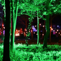 Woodland Wedding Lighting - EWPSL Woodland Wedding Lighting - EWPSL