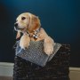 Pet & Puppy Portraits - Arlo Pet & Puppy Portraits - Arlo