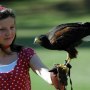 Falconry Falconry