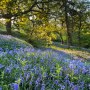 Woodland Dawn Woodland Dawn