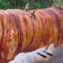 Home produced pork for hog roasts Home produced pork for hog roasts