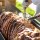 County Catering Hog Roasts