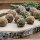 Haggis & Black pudding bon bon's Haggis & Black pudding bon bon's