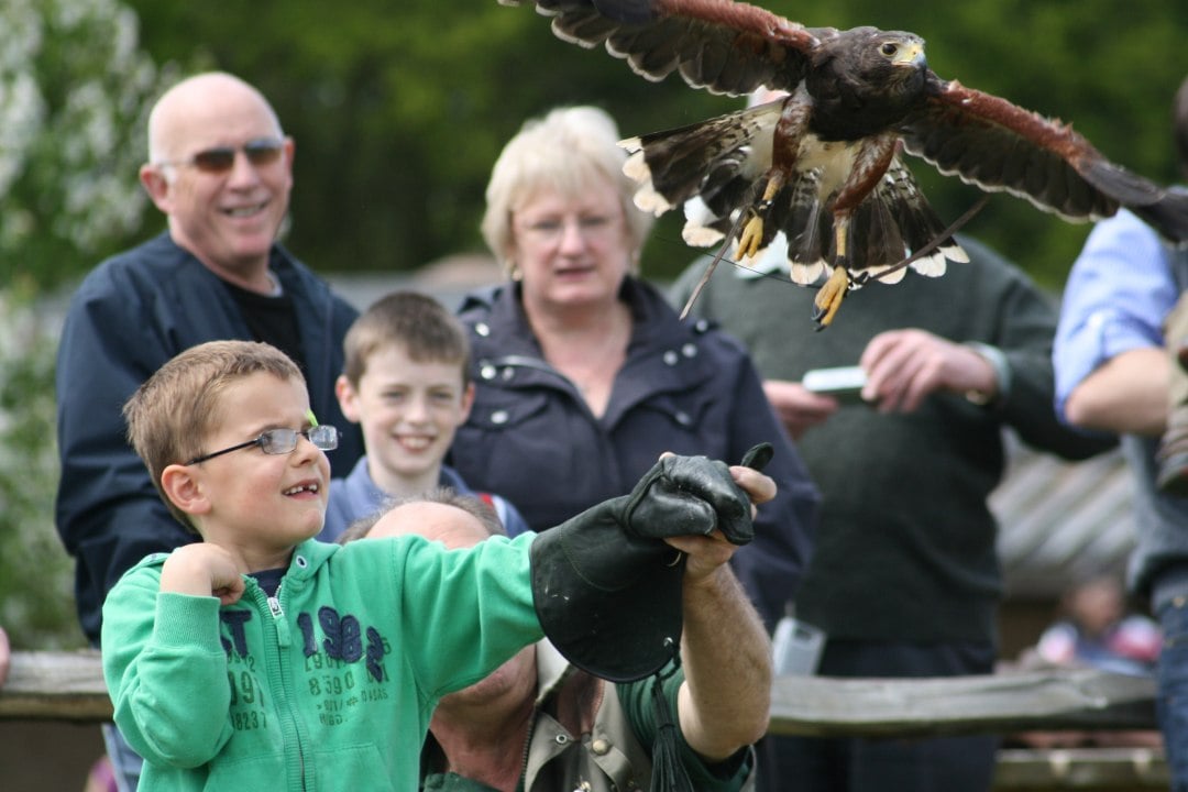 A young boy letting an eagle fly off from his hand